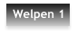 Welpen 1